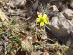 Fumana thymifolia