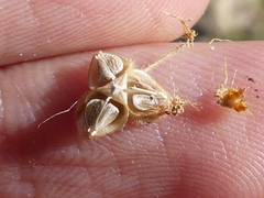 Fumana thymifolia