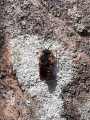 Rhodanthidium septemdentatum