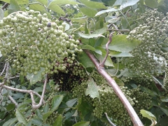 Sambucus nigra nigra