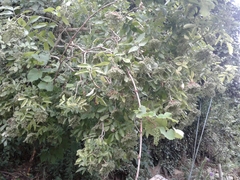 Sambucus nigra nigra