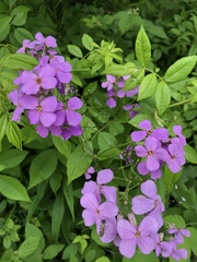 Hesperis matronalis