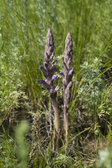 Phelipanche caesia
