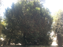 Taxus baccata