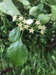 Crataegus macracantha