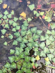 Trapa natans bispinosa