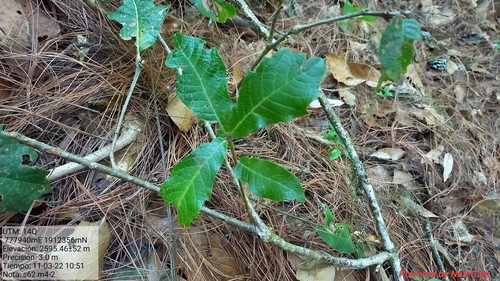 Quercus glabrescens