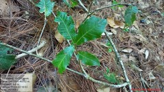 Quercus glabrescens