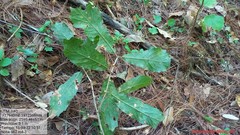 Quercus glabrescens