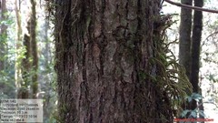 Quercus glabrescens