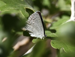 Icaricia icarioides austinorum