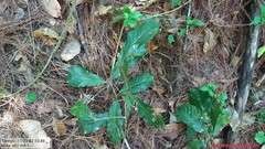 Quercus glabrescens