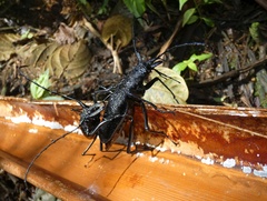 Psalidognathus modestus