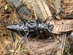 Psalidognathus modestus