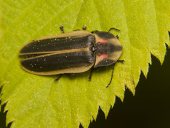 Pyractomena angulata