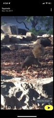 Sciurus niger