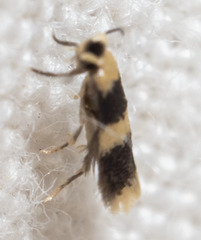 Stigmella nigriverticella
