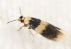 Stigmella nigriverticella