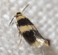 Stigmella nigriverticella