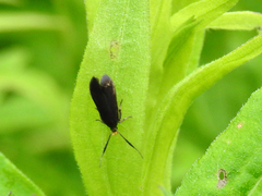 Dichomeris nonstrigella