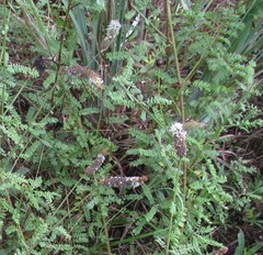 Dalea phleoides
