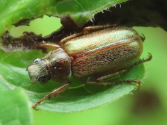 Dichelonyx linearis
