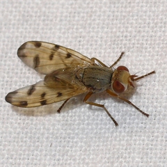Melieria ochricornis