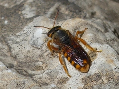 Rhodanthidium sticticum