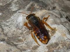 Rhodanthidium sticticum