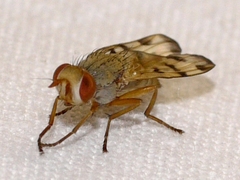 Melieria ochricornis