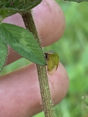 Stictocephala lutea