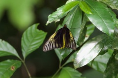Troides amphrysus