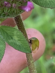 Stictocephala lutea