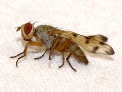 Melieria ochricornis