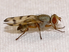 Melieria ochricornis