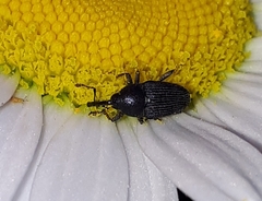 Odontocorynus salebrosus