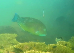 Choerodon schoenleinii