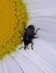 Odontocorynus salebrosus
