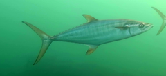 Grey Mackerel photo 1