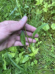 Packera schweinitziana