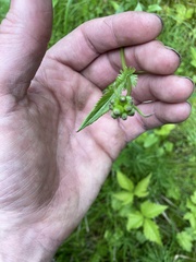 Packera schweinitziana