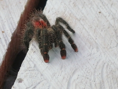 Avicularia