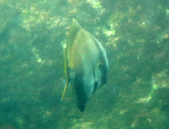 Platax batavianus