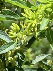 Datisca glomerata