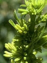 Datisca glomerata