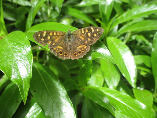 Madeiran Speckled Wood