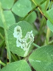 Liriomyza fricki