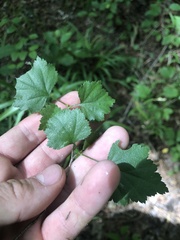 Crataegus iracunda