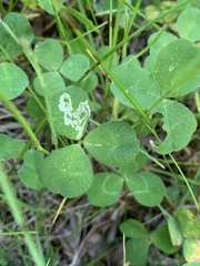 Liriomyza fricki