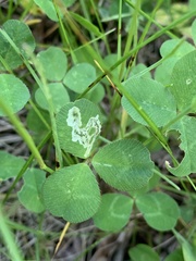 Liriomyza fricki